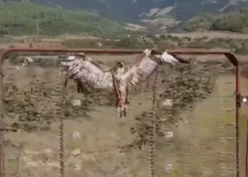 E kishin vendosur për ta balsamosur, policia shpëton Shqiponjën –