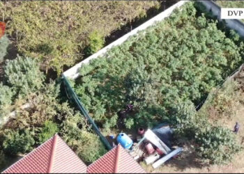 Iu gjetën në banesë bimë narkotike, Gjykata lë në burg 38-vjeçarin –