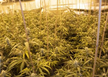 SKY çmontoi bandën e “barit” në Belgjikë, nis gjyqi për 20 shqiptarë –