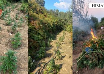 U gjetën 244 rrënjë kanabis, nis procedimi penal ndaj kryeplakut –