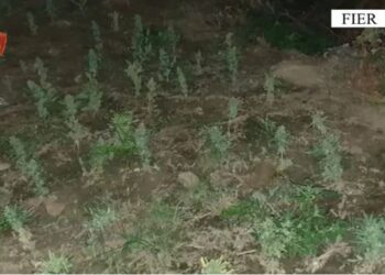 Kultivim dhe shitje kanabisi, arrestohen dy vëllezërit në Fier –