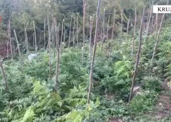 Asgjesohen 328 rrënjë kanabis në Krujë, nuk dihen autorët –