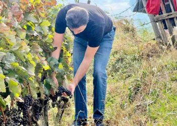 Shif rrushi rrushin e piqu –