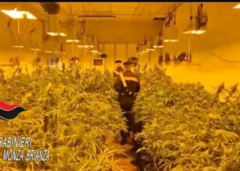 Zbulohet sera me 900 bimë kanabis, bie në pranga i riu shqiptar –