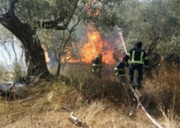 U nis për barishte dhe dogji 200 rrënjë ulliri, pranga 66-vjeçarit –