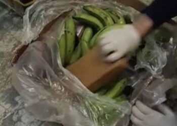 Në kontenierë me banane, kapet sasia prej 91 kg kokainë –
