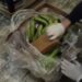 Në kontenierë me banane, kapet sasia prej 91 kg kokainë –