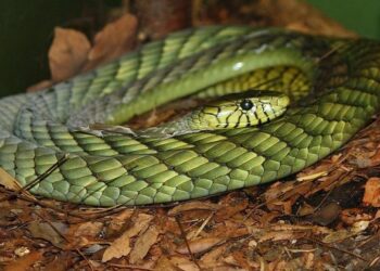 “Mamba e gjelbër” në arrati alarmon autoritetet në Holandë –