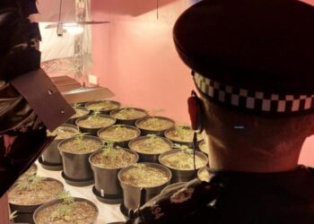 U kap në “shtëpi kanabisi”, dënohet me 30 javë burg shqiptari (Emri) –