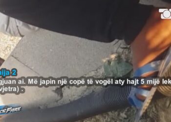 “3 boçe 5 mijë lekë”, të mitur nga 8-12 vjeç të drejtojnë tek –