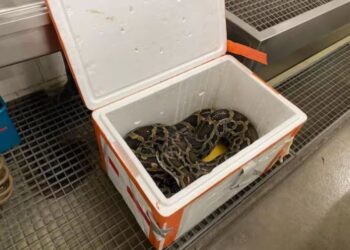 Shqiptarët kapen duke transportuar “Tigerpython” 2.5 metra –