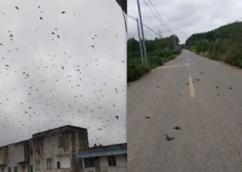 Pamje apokaliptike, qindra zogj të ngordhur bien nga qielli –