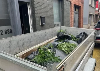 Plantacion me kanabis në Belgjikë, dënohen me burg dy shqiptarët –