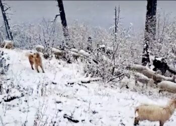 Bie borë pas stuhisë, priten reshje të forta në Shkodër e Kukës –