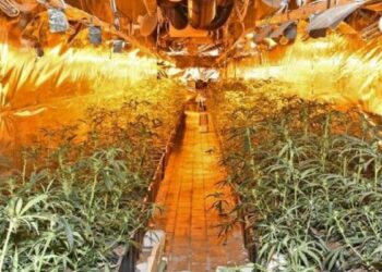 Plantacion me 600 bimë kanabis, bie në pranga 27-vjeçari shqiptar –