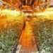 Plantacion me 600 bimë kanabis, bie në pranga 27-vjeçari shqiptar –