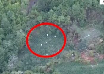 Kultivuan mbi 10 mijë bimë kanabis, arrestohen tre persona në Shkodër –