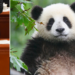 “Diplomacia Panda”, Kina tërheq pandat që i dha kopshteve zoologjike –