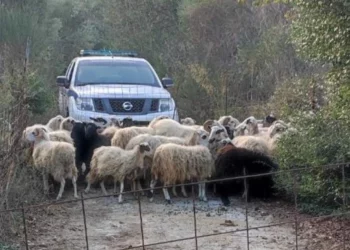 Ndodh dhe kjo! Dëmtuan pemët e ullirit, arrestohen 44 dele endacake –