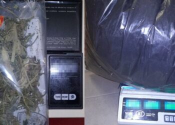 Kanabis në Shkodër/ Ndalohen 3 persona, sekuestrohen 13.8 kg drogë –
