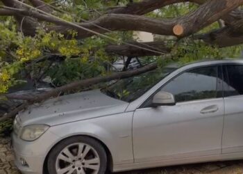 Vendi përfshihet nga stuhia, pemët rrëzohen mbi makina –
