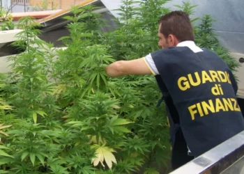 Arrestohen dy shqiptarë, zbulohet plantacioni i drogës. Ja çfarë i