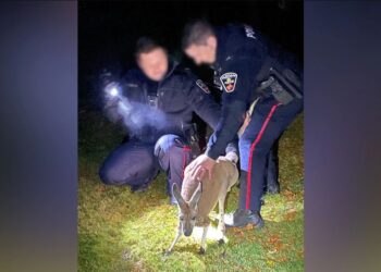 VIDEO/ Femër kangur goditi në fytyrë oficerin e policisë –