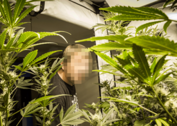 Epidemia e kanabisit po mbush burgjet angleze me shqiptarë –