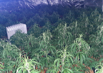 U kapën në ferëm kanabisi, lihen në burg 6 shqiptarët (Emrat) –