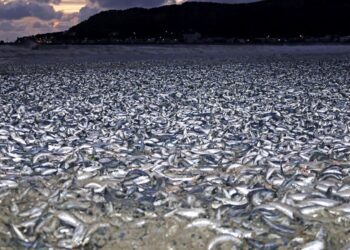 Ngjarje e pazakontë, mijëra peshq të ngordhur në sipërfaqen e detit –