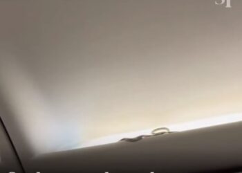 VIDEO/ Panik në fluturim, pasagjerët shohin gjarpër brenda avionit –