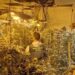 Gjendet plantacioni me drogë, kapen dy shqiptarë në Spanjë –