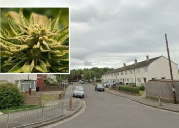 Emrat/ Kontrolli rastësor zbuloi 3 “fermat” e kanabisit, 3 shqiptarë përballen me Gjykatën –