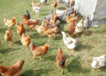 Pas Vlorës, gripi i shpendëve shfaqet edhe në Paskuqan/ Si paraqitet situata dhe çfarë duhet të dini