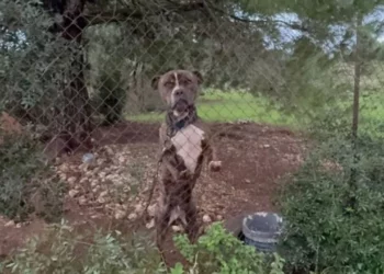 Pitbulli u trondit nga të shtënat e gjuetarëve –