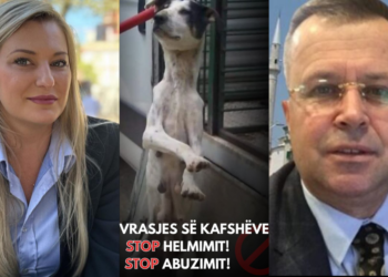 400 MLN lekë tendera ilace dhe ushqim për kafshët –