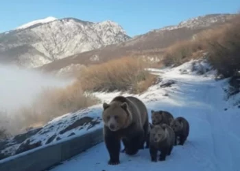 Pamje të rralla në Kukës, banori i zonës ndeshet në rrugë me arushën dhe tre këlyshët e saj –