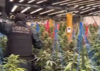 Kapet banda shqiptare që kultivonte drogë në Spanjë, arrestohen 9 persona