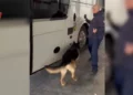 Sekuestrohet drogë, armë dhe mijëra euro në Portin e Durrësit! Arrestohet shoferi i autobusit –