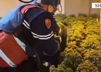 Zbulohet shtëpia e barit në Shkodër, arrestohet 22-vjeçari dhe punonjësi i OSHEE (Emrat) –