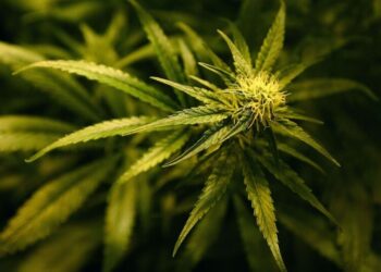 Gjermani/ Mbollën mijëra rrënjë kanabis dhe panifikonin të rrëmbenin një person, 7 shqiptarët para gjykatës –