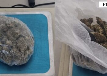 Shiste kanabis në Fier dhe Patos, arrestohet 49-vjeçari –