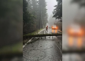 Era e fortë rrëzon pemët dhe bllokon rrugën e Llogarasë, dëmtohen edhe linjat elektrike –
