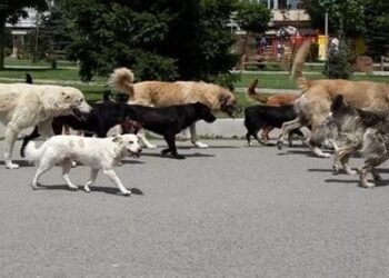 Kush përfiton nga qentë e rrugës? Si kthehet kafshimi i fëmijëve në biznes për shoqatat e qenve –