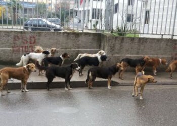 Adoptim apo trafik? Si po kthehet Shqipëria në burim të “industrisë” së fshehtë të qenve endacakë –