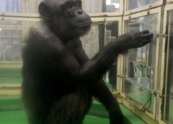 Ndërron jetë shimpanzeja “njerëzore” që sfidoi kufijtë e inteligjencës shtazore –