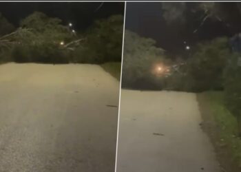 Era e fortë rrëzon disa pisha rrugës për në Zvërnec, bllokohet kalimi për automjetet –