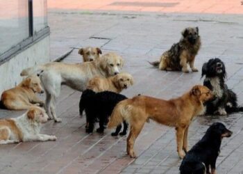 ‘Na mashtruan dhe na morën qentë’- Shpallen në kërkim një çift bashkëshortësh në Durrës, administratorë të qendre trajnimi kafshësh –