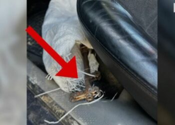 I dehur dhe me armë zjarri në makinë, arrestohet 46-vjeçari në Mat –