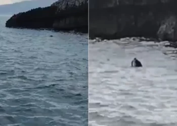 Foka mesdhetare dhuron spektakël në brigjet e Parkut Karaburun-Sazan –